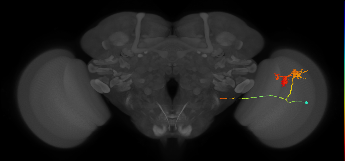 TmY14_R (JRC_OpticLobe:18735)