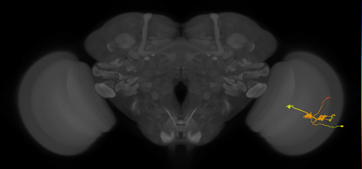 TmY14_R (JRC_OpticLobe:25070)