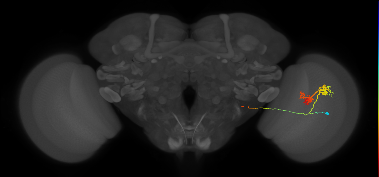 TmY14_R (JRC_OpticLobe:20101)