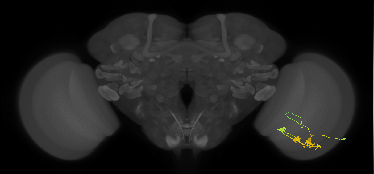 TmY14_R (JRC_OpticLobe:22878)