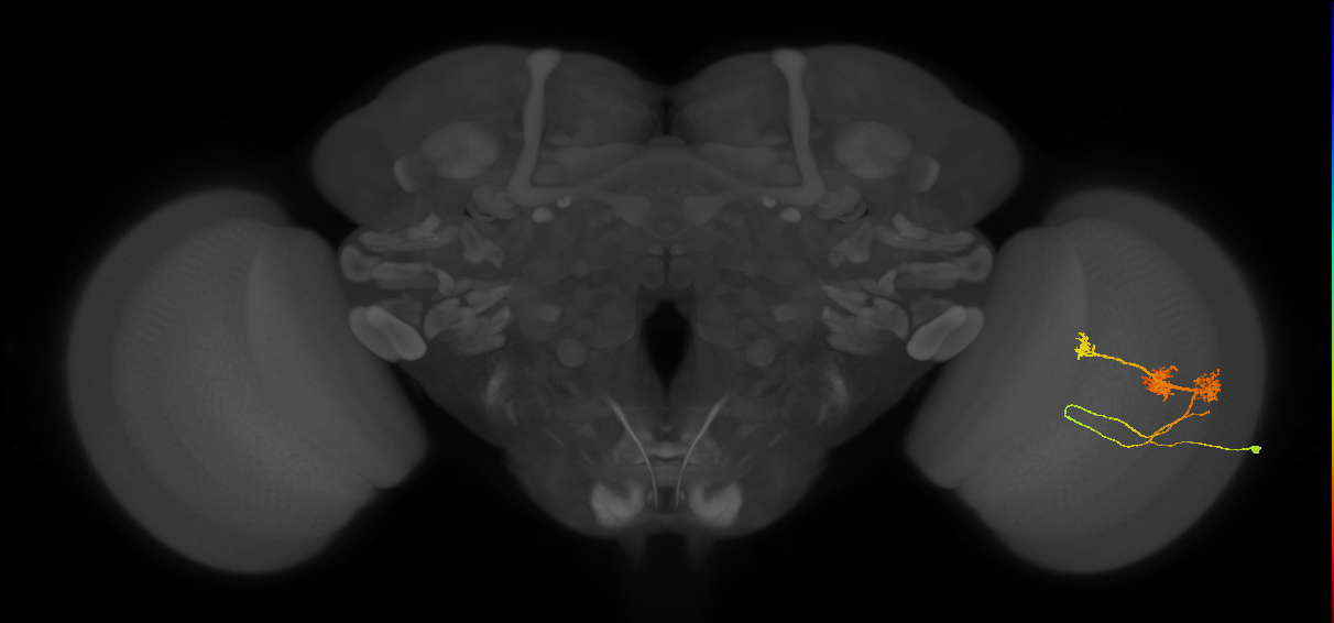 TmY14_R (JRC_OpticLobe:22704)