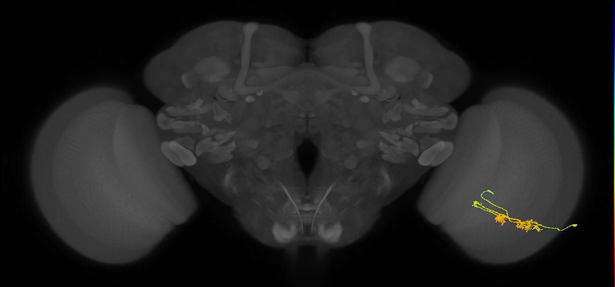 TmY14_R (JRC_OpticLobe:25305)
