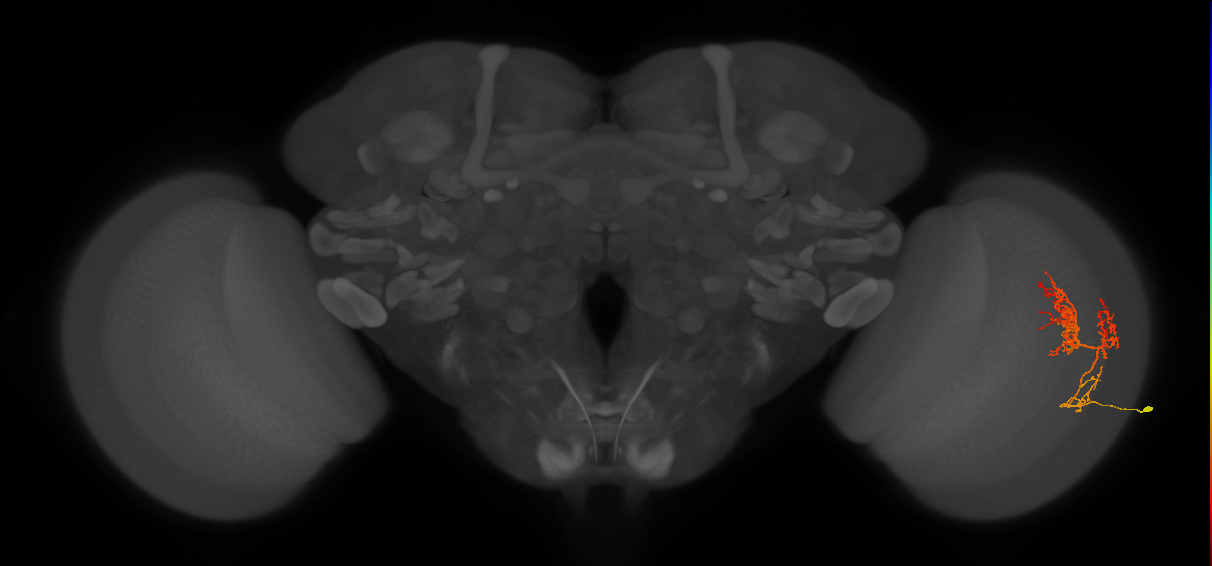 TmY14_R (JRC_OpticLobe:29533)