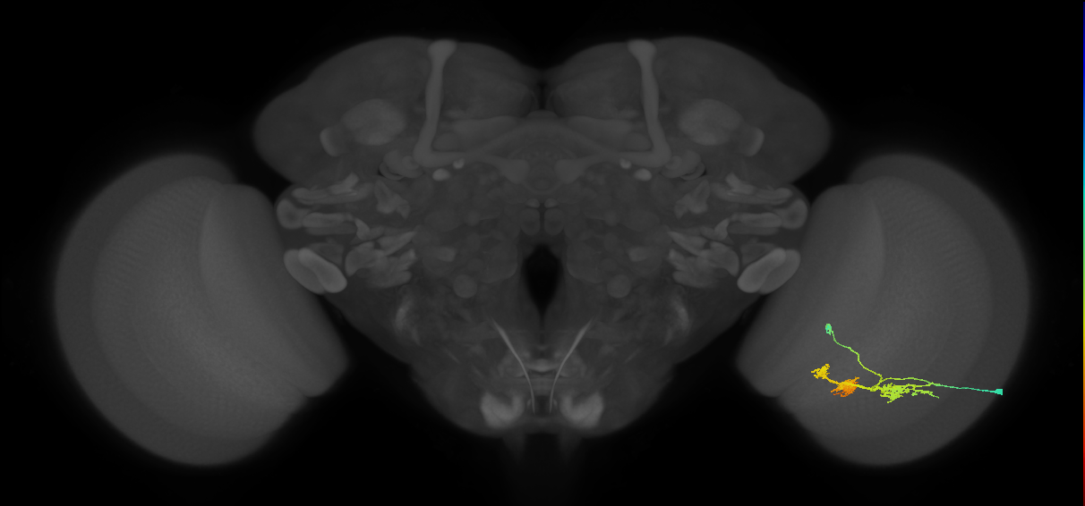 TmY14_R (JRC_OpticLobe:22655)