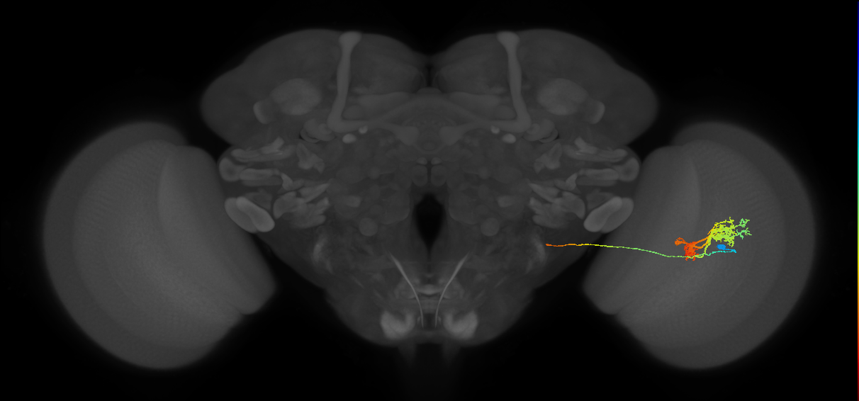 TmY14_R (JRC_OpticLobe:20005)