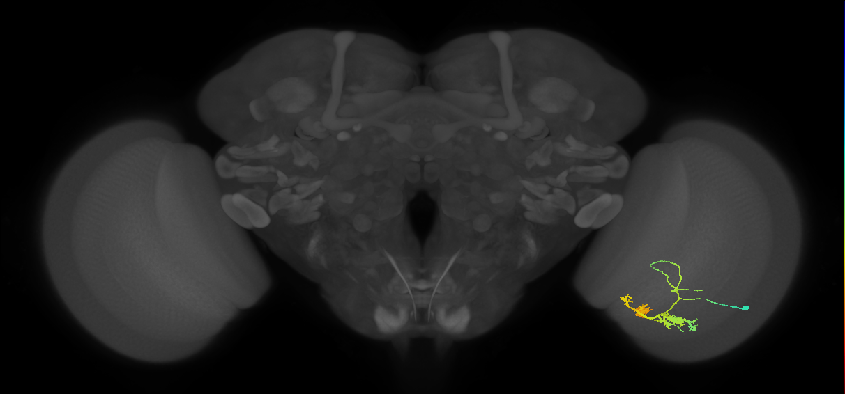 TmY14_R (JRC_OpticLobe:21890)