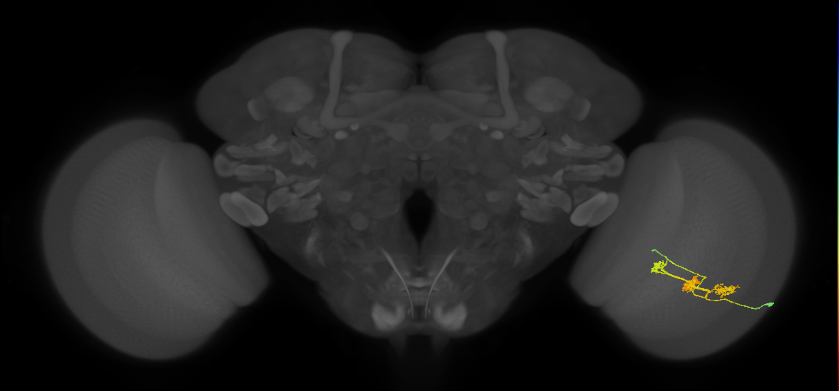TmY14_R (JRC_OpticLobe:23144)