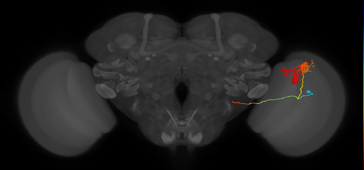 TmY14_R (JRC_OpticLobe:17944)
