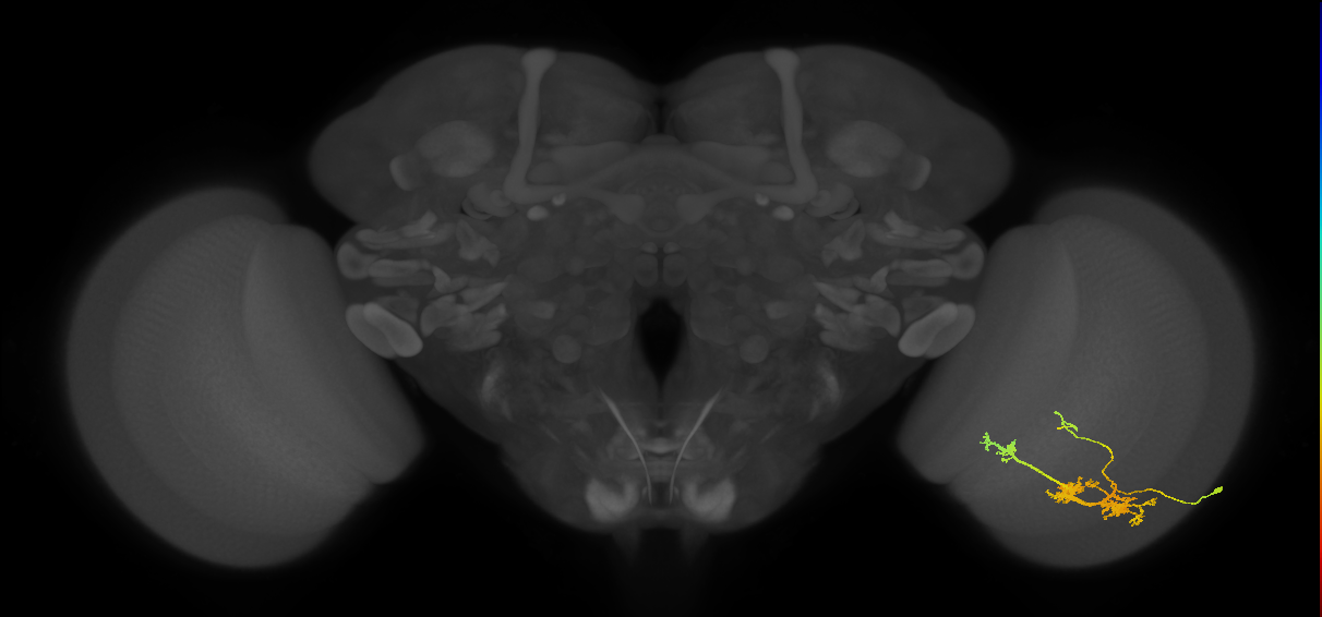 TmY14_R (JRC_OpticLobe:20458)
