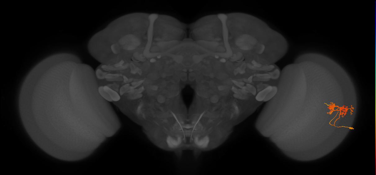 TmY14_R (JRC_OpticLobe:28768)