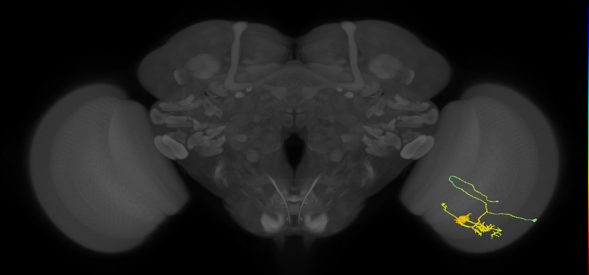 TmY14_R (JRC_OpticLobe:21405)