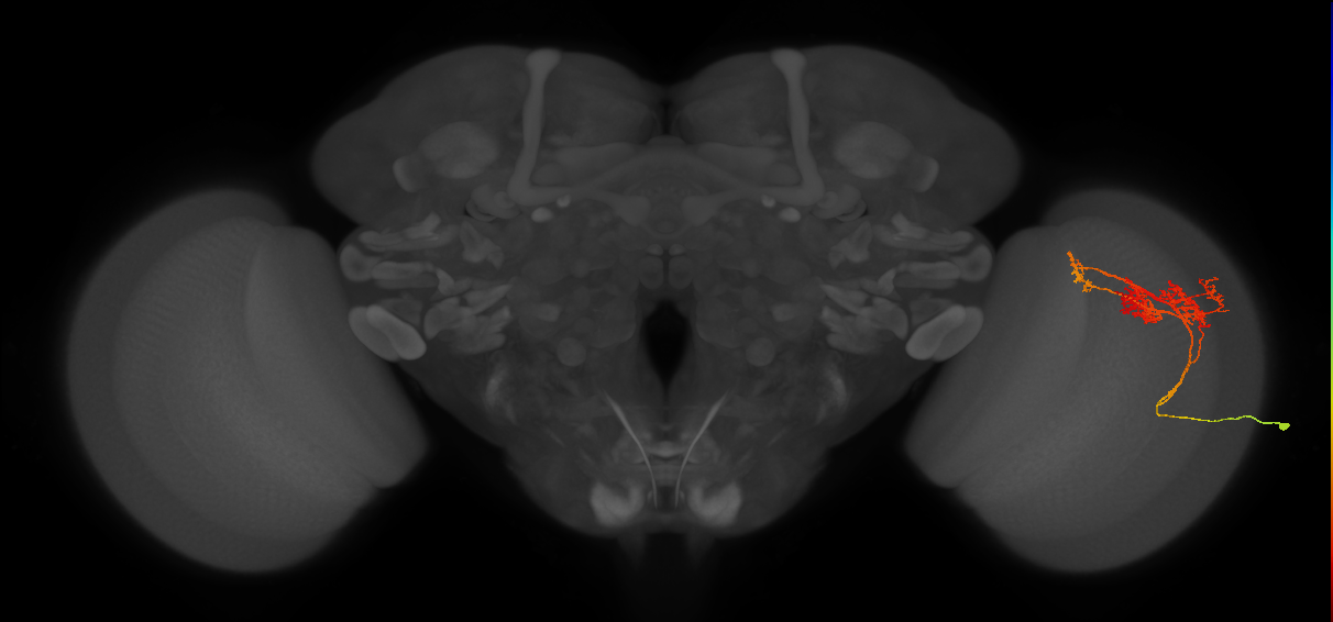 TmY14_R (JRC_OpticLobe:22353)