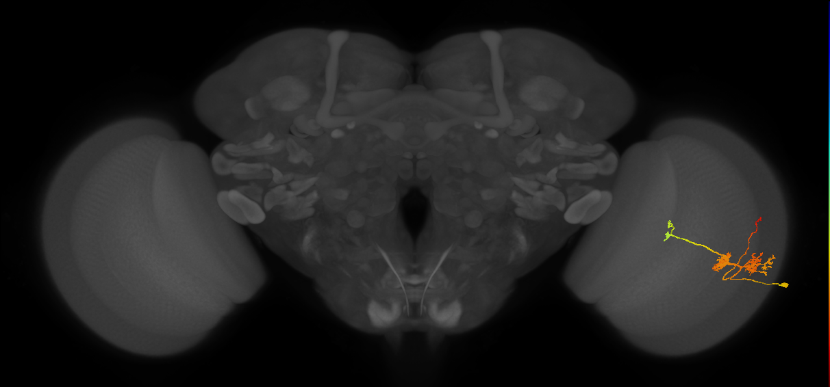 TmY14_R (JRC_OpticLobe:23997)