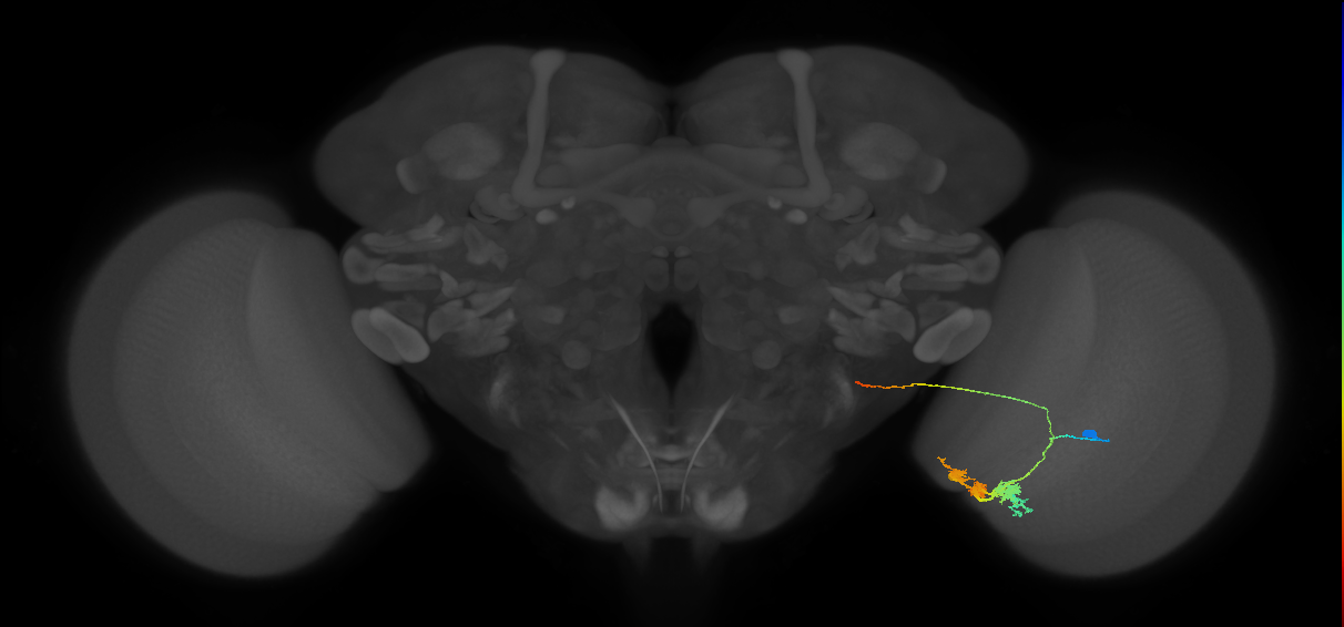 Optic Lobe connectome neurons from optic_lobe:v1.0.1, Nern et al., 2024