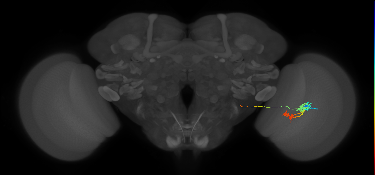 TmY14_R (JRC_OpticLobe:21807)