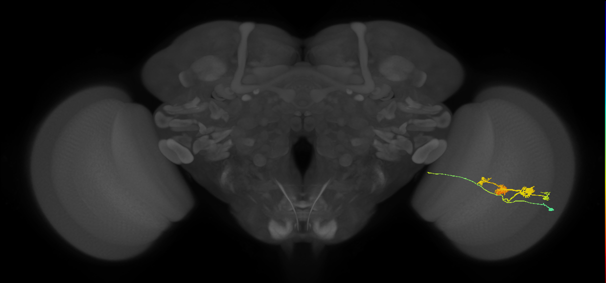 TmY14_R (JRC_OpticLobe:540445)