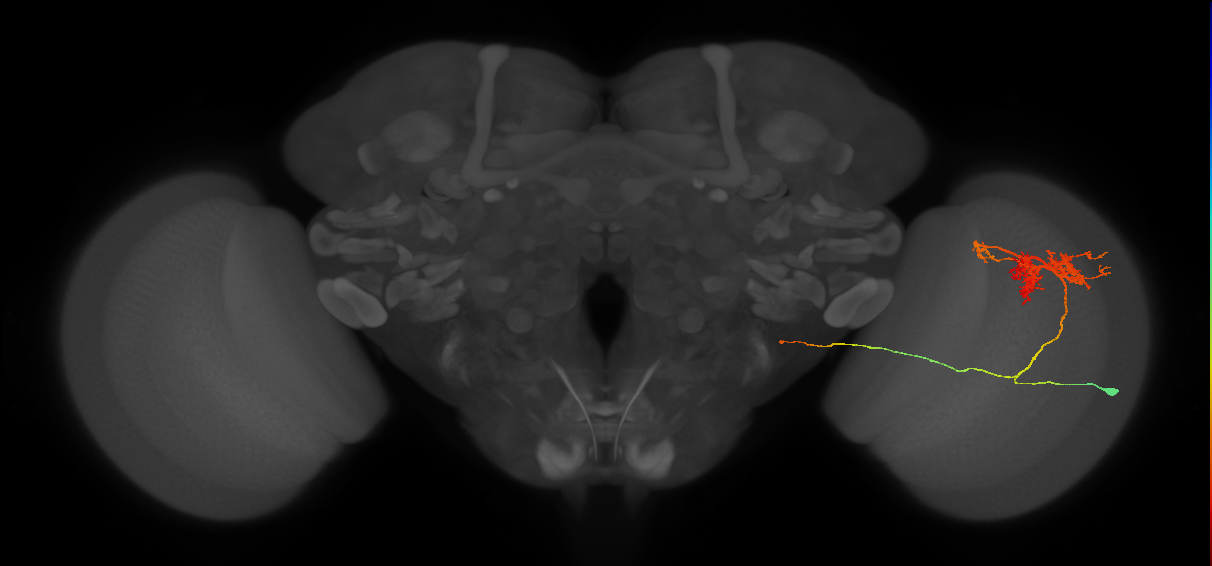 TmY14_R (JRC_OpticLobe:18318)