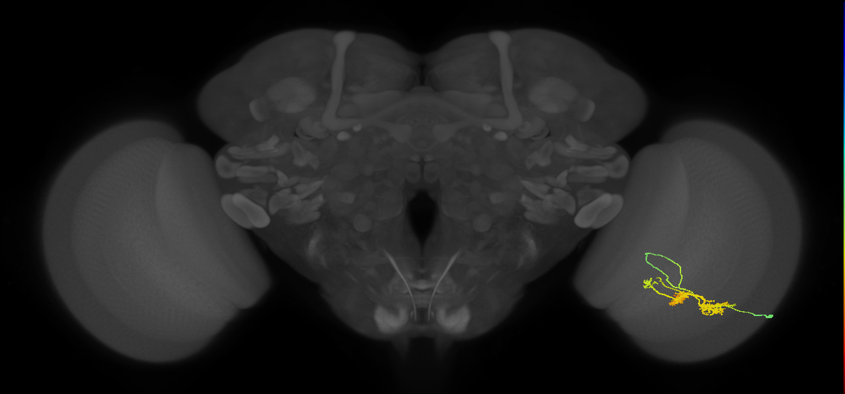 TmY14_R (JRC_OpticLobe:23042)
