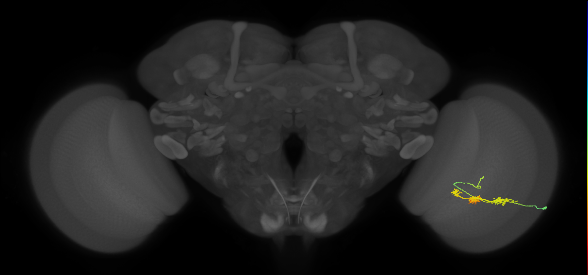 TmY14_R (JRC_OpticLobe:26778)