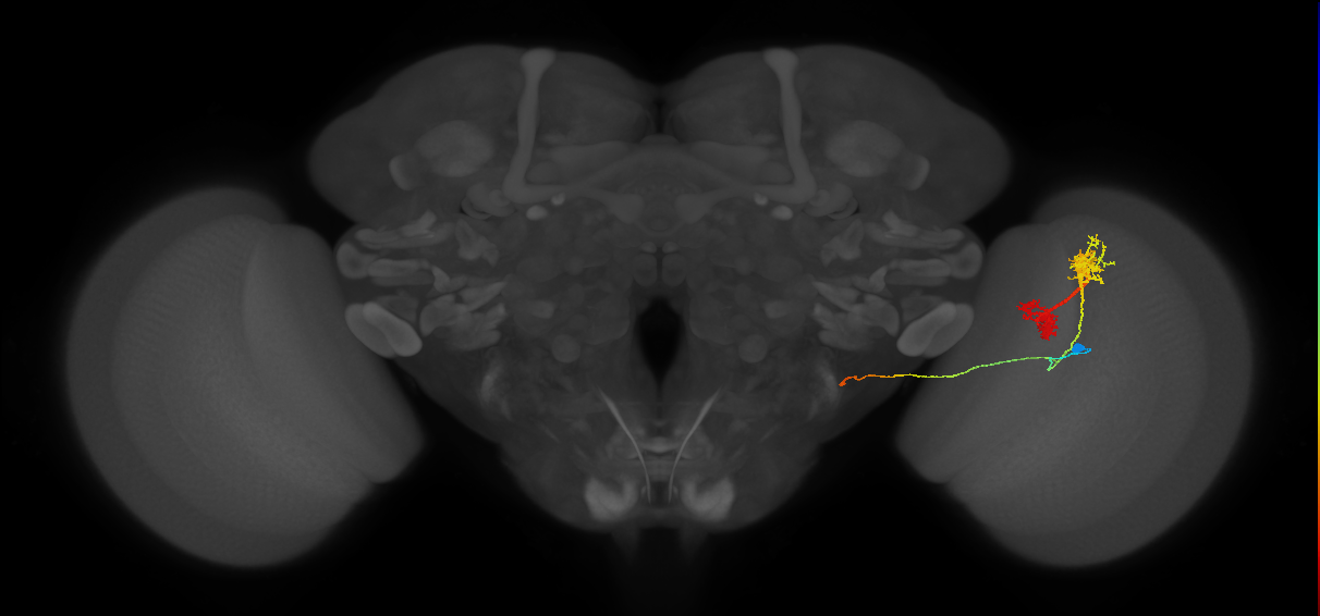 TmY14_R (JRC_OpticLobe:21347)
