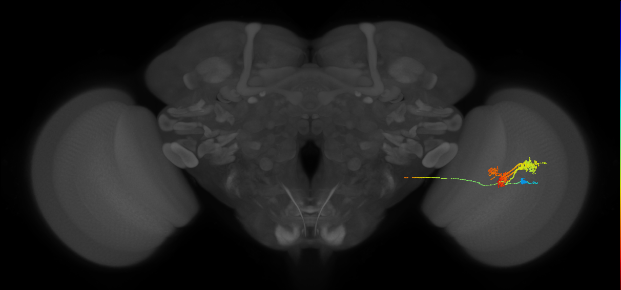 TmY14_R (JRC_OpticLobe:21888)
