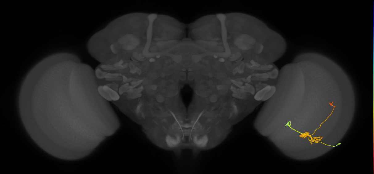 TmY14_R (JRC_OpticLobe:25068)