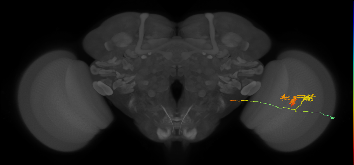 TmY14_R (JRC_OpticLobe:21667)