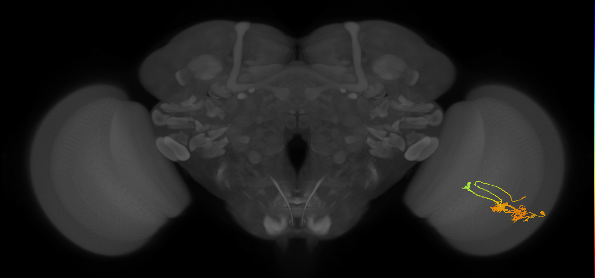 TmY14_R (JRC_OpticLobe:23454)