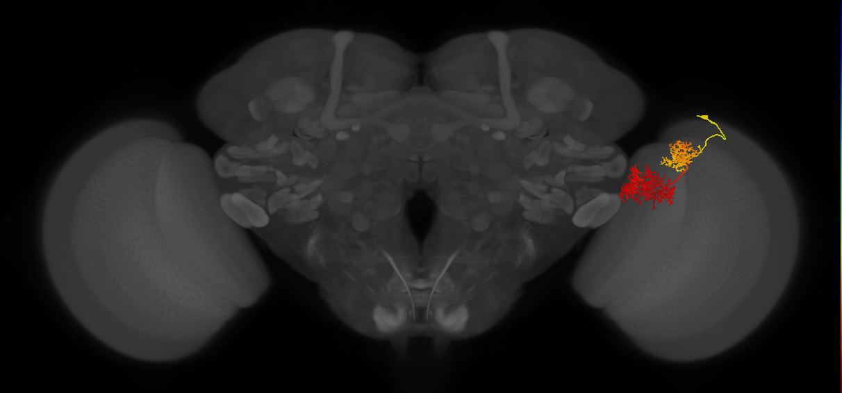 TmY15_R (JRC_OpticLobe:27338)