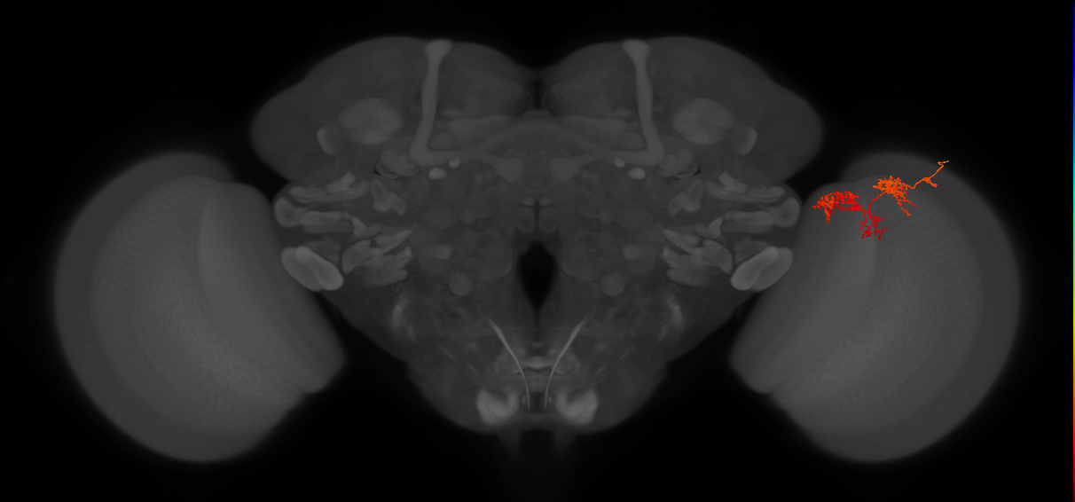 TmY15_R (JRC_OpticLobe:77088)