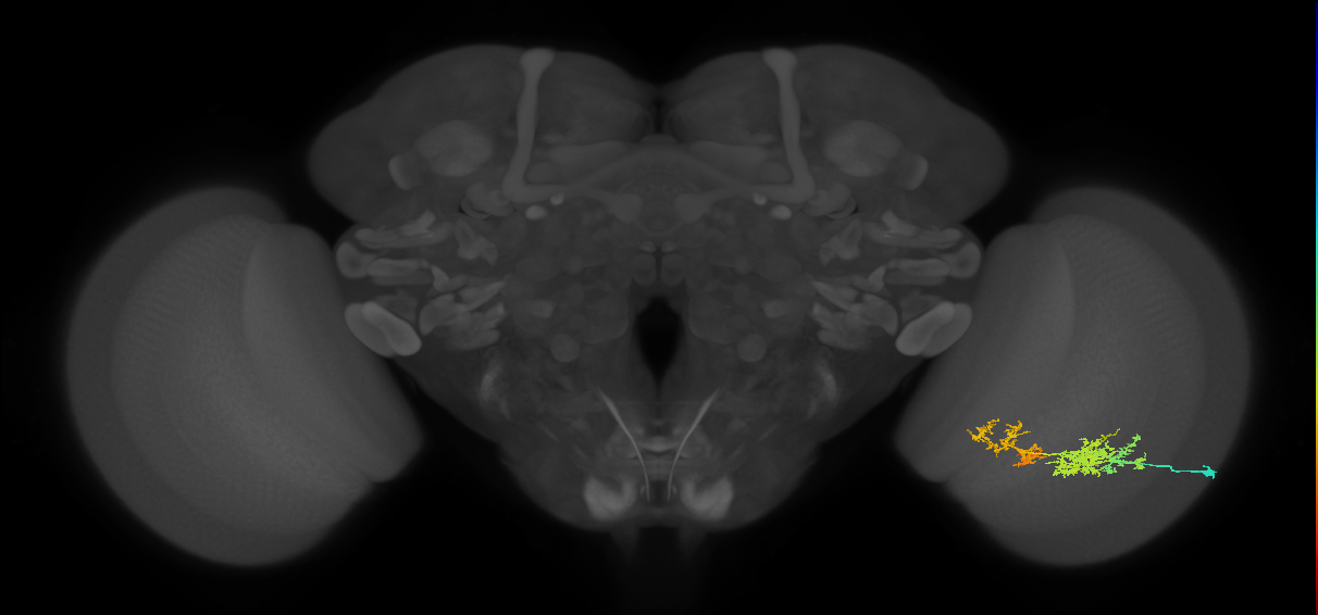 TmY15_R (JRC_OpticLobe:32821)