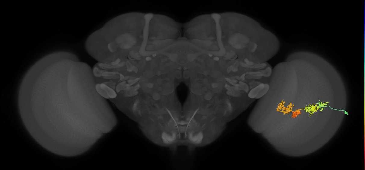 TmY15_R (JRC_OpticLobe:29479)
