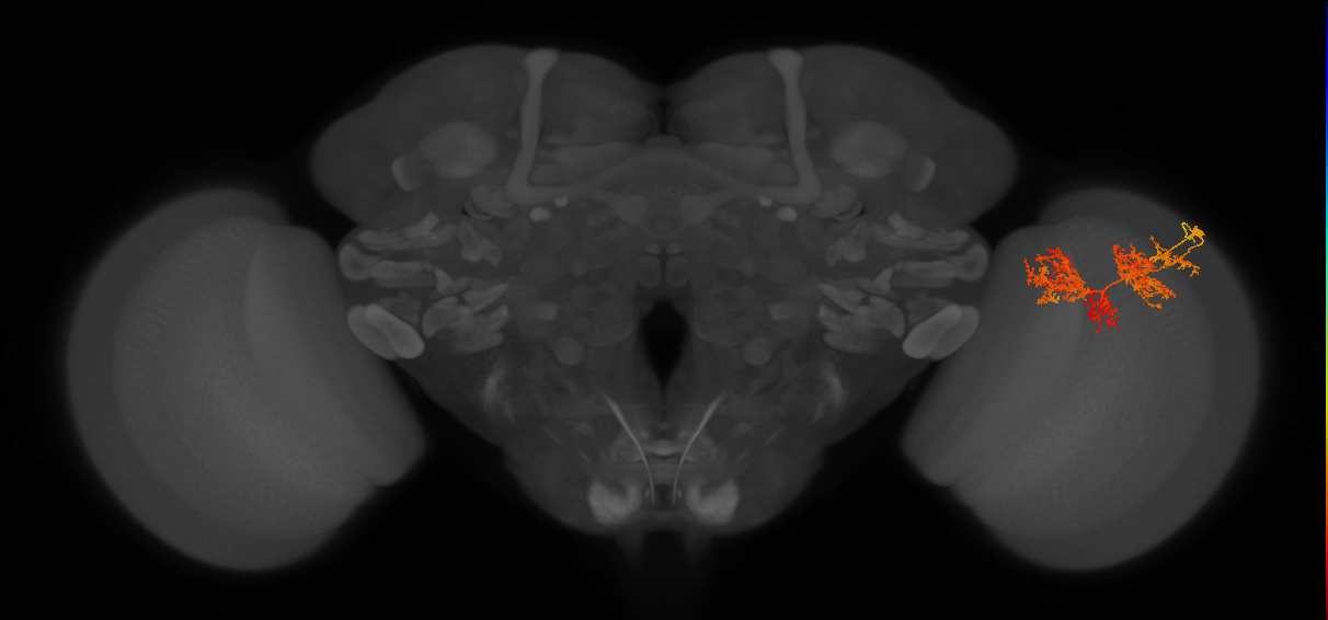 TmY15_R (JRC_OpticLobe:27777)