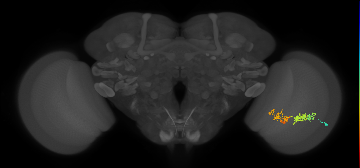 TmY15_R (JRC_OpticLobe:30294)