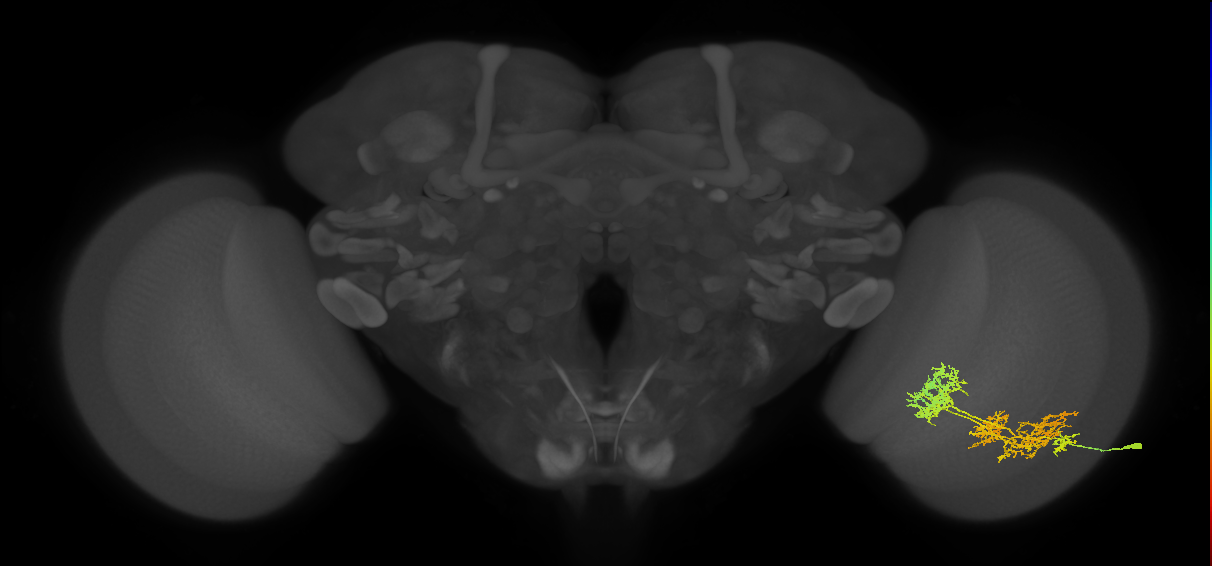 TmY15_R (JRC_OpticLobe:26231)