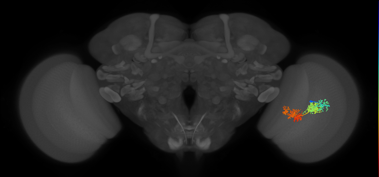 TmY15_R (JRC_OpticLobe:26779)
