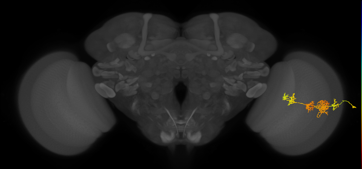 TmY15_R (JRC_OpticLobe:26719)