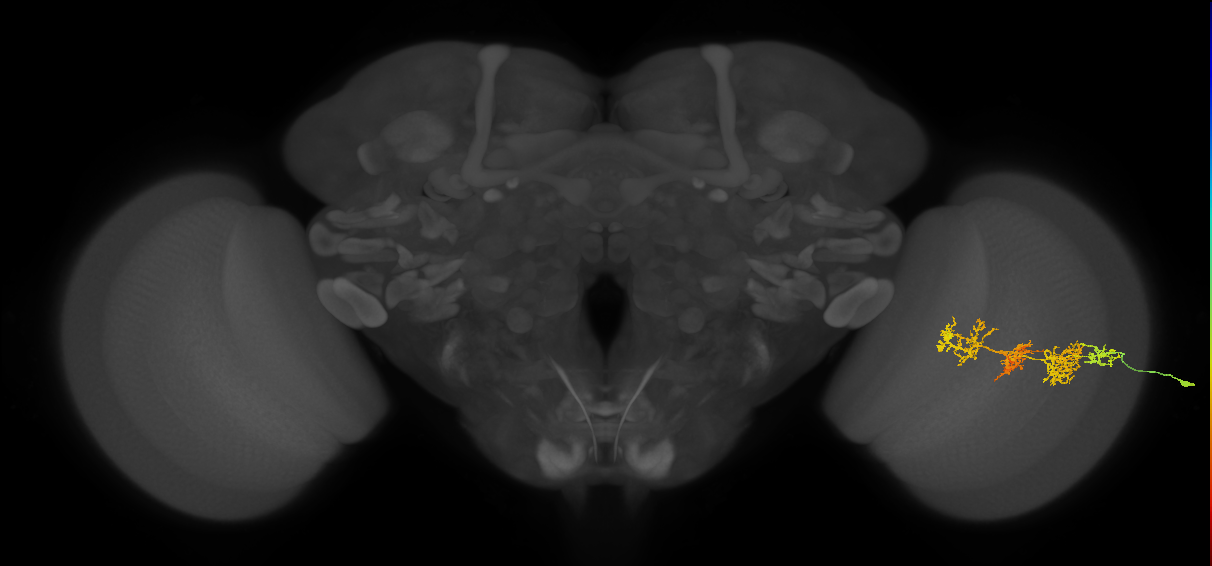 TmY15_R (JRC_OpticLobe:32015)