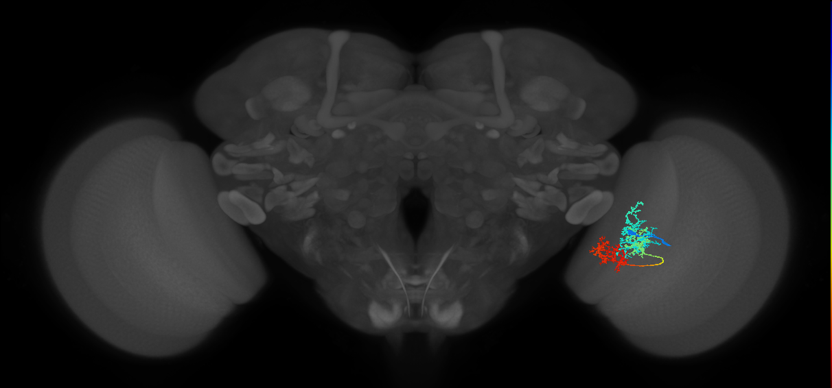 TmY15_R (JRC_OpticLobe:31714)