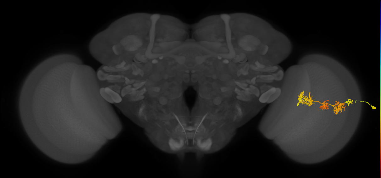 TmY15_R (JRC_OpticLobe:29769)