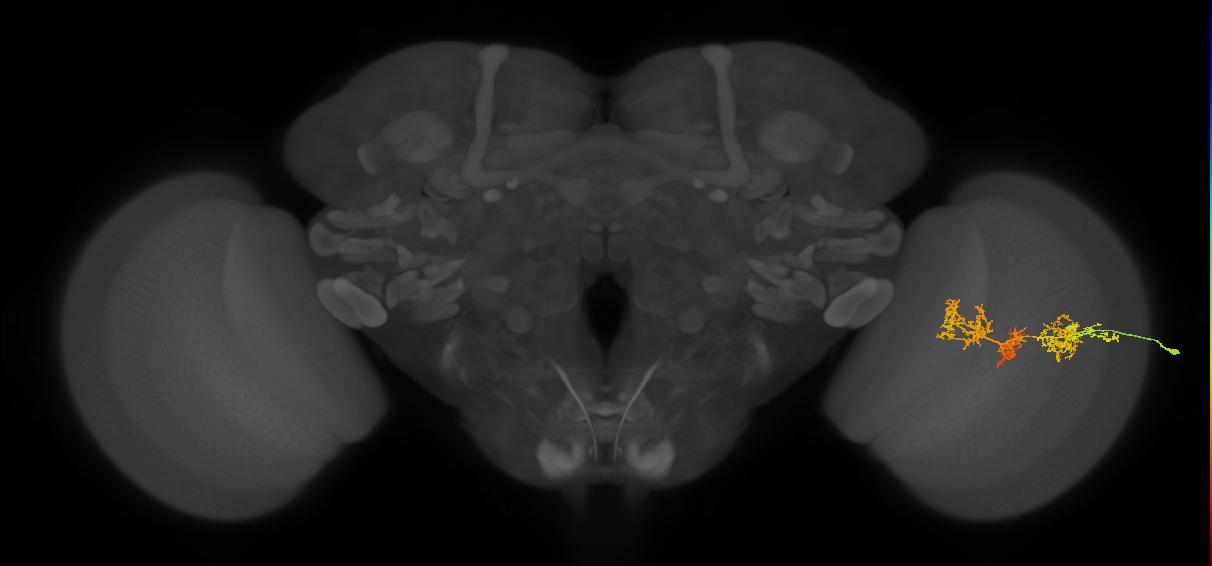 TmY15_R (JRC_OpticLobe:31916)