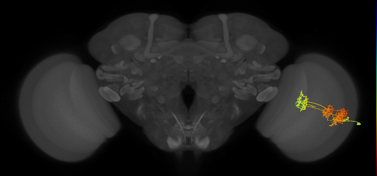 TmY15_R (JRC_OpticLobe:22215)