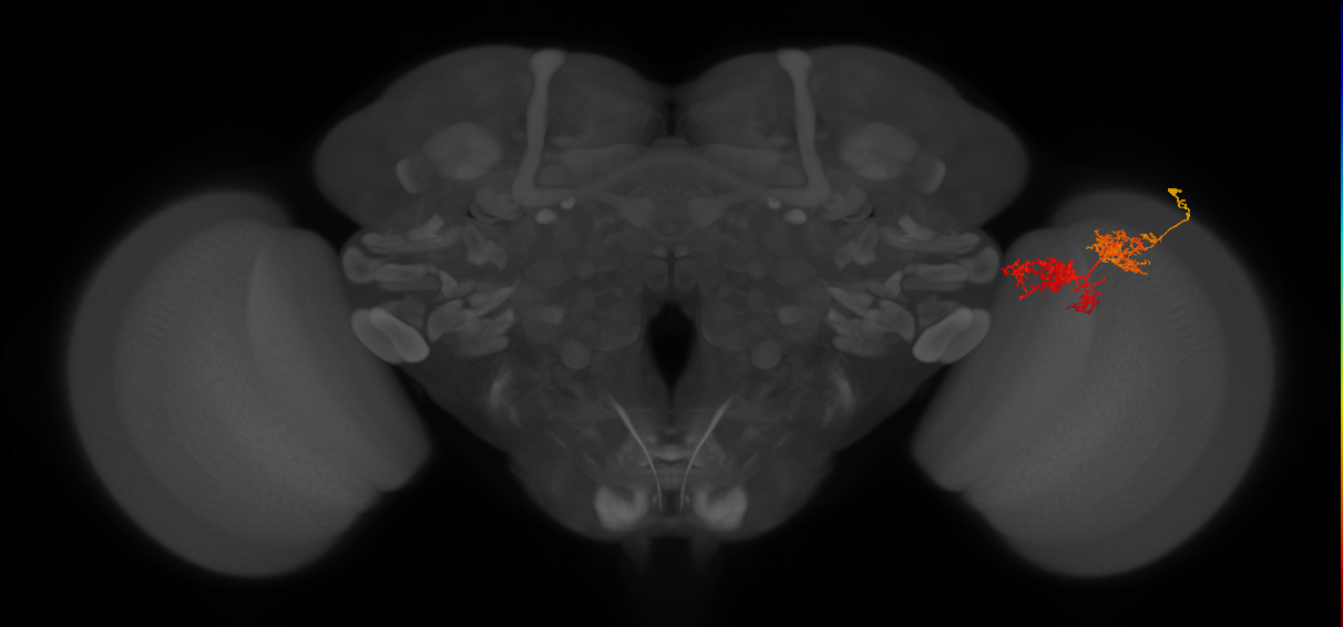 TmY15_R (JRC_OpticLobe:34458)