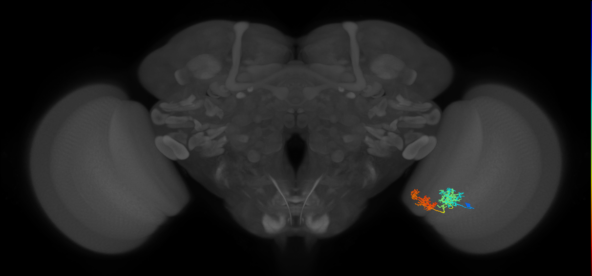 TmY15_R (JRC_OpticLobe:38718)