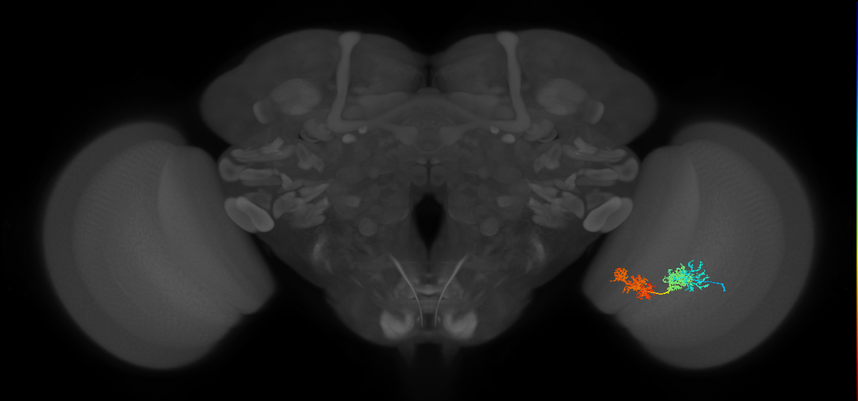 TmY15_R (JRC_OpticLobe:34663)