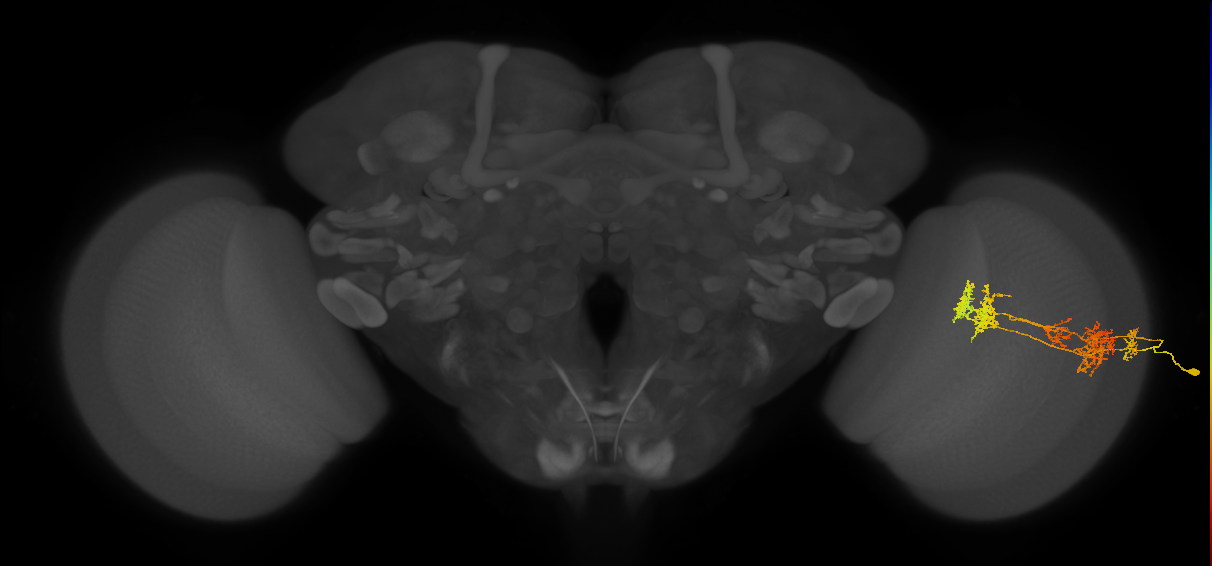 TmY15_R (JRC_OpticLobe:26770)