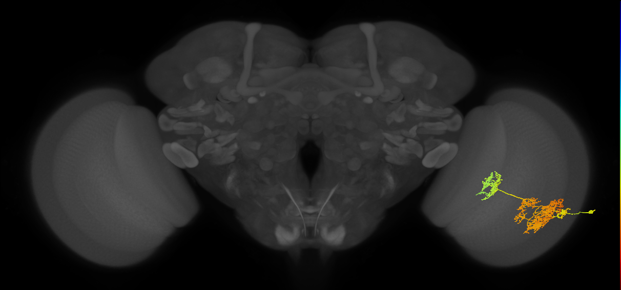 TmY15_R (JRC_OpticLobe:18676)