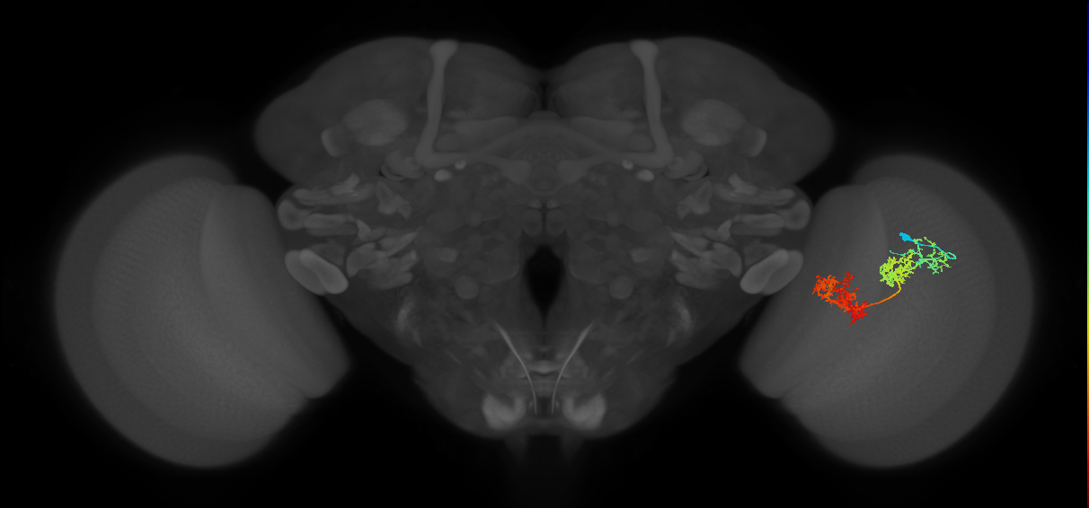TmY15_R (JRC_OpticLobe:30348)