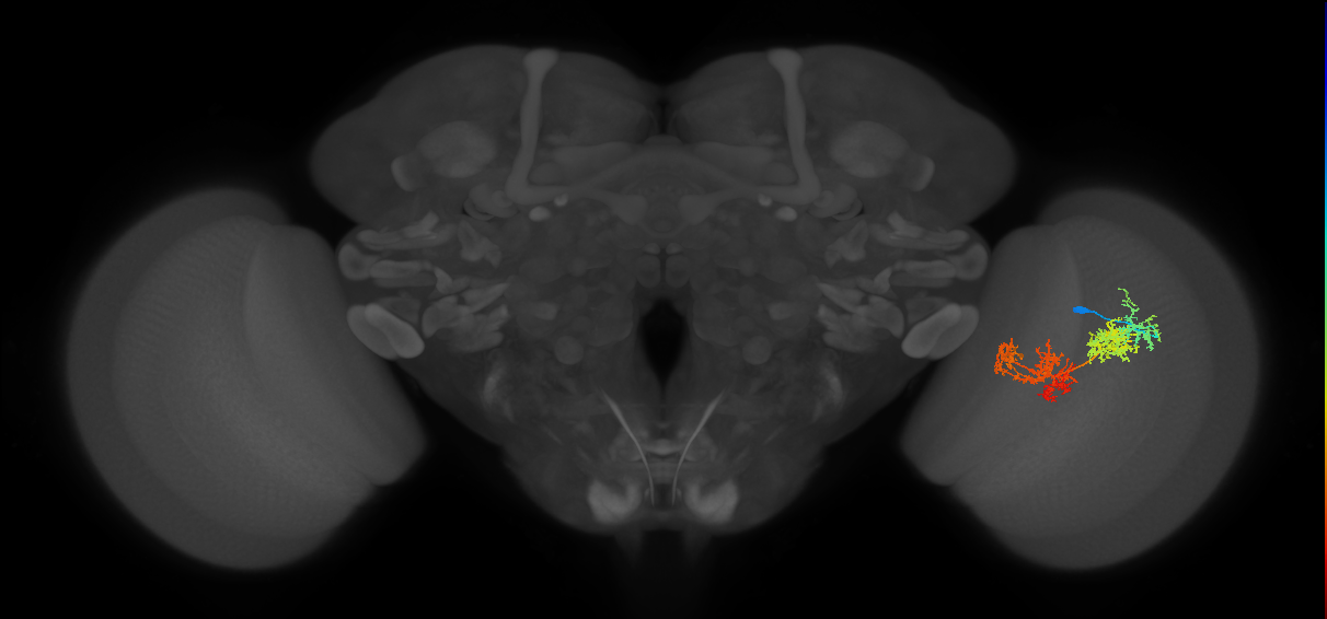 TmY15_R (JRC_OpticLobe:27783)