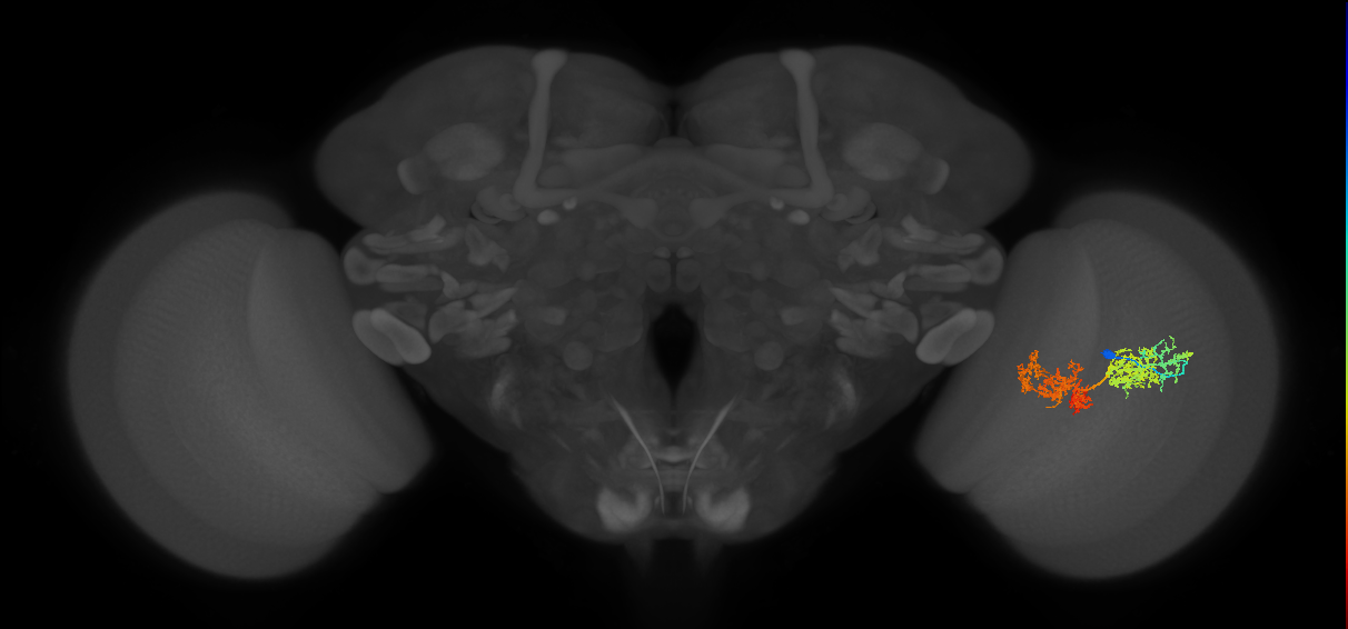 TmY15_R (JRC_OpticLobe:28555)
